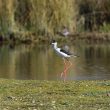 Echasse blanche dans la Vienne